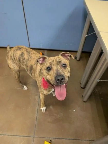 A young medium-sized female Pit Bull Terrier dog named Harley Bird for adoption in Knoxville, TN