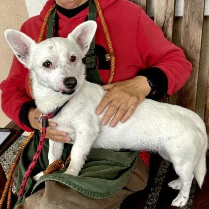 A young small-sized male Terrier dog named Snowy for adoption in Oakland, CA