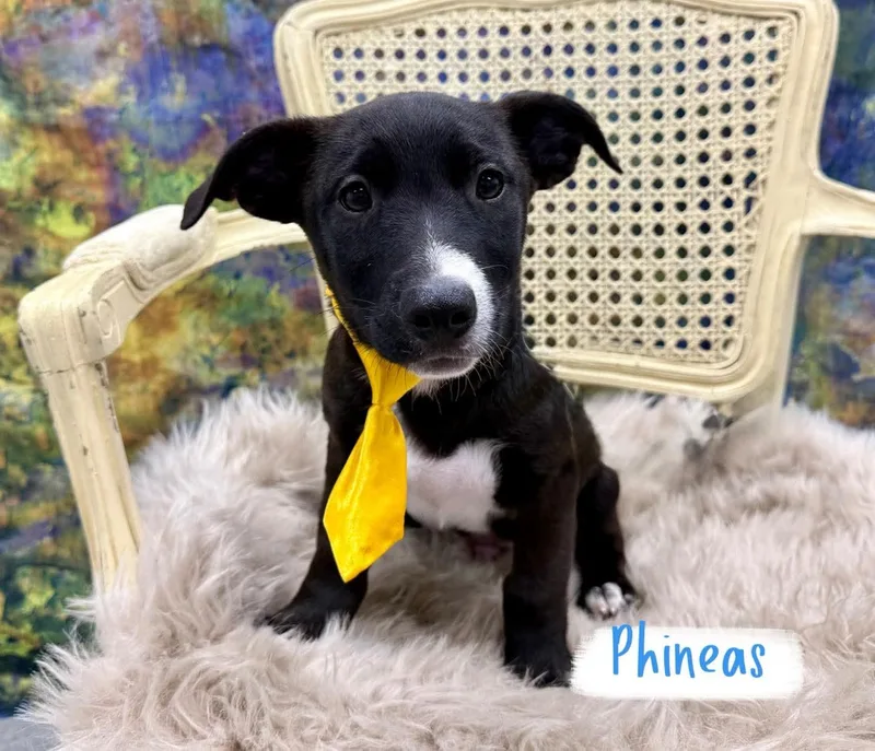 A baby medium-sized male Labrador Retriever dog named Phineas for adoption in Washington , PA
