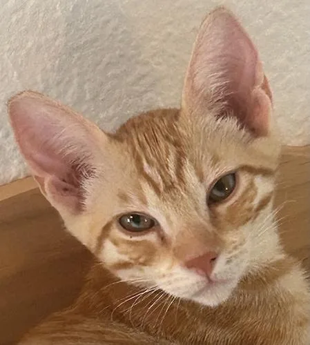 A baby medium-sized male Tabby (Orange / Red) Tabby cat named Drixb for adoption in North Highlands, CA