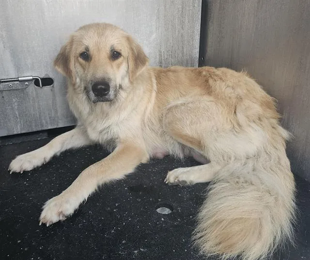 An adult large-sized female Great Pyrenees dog named Jupiter for adoption in San Antonio, TX
