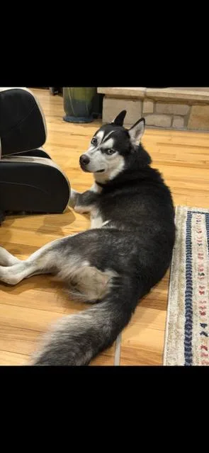 An adult large-sized male Siberian Husky dog named Ghost for adoption in Troy, MO