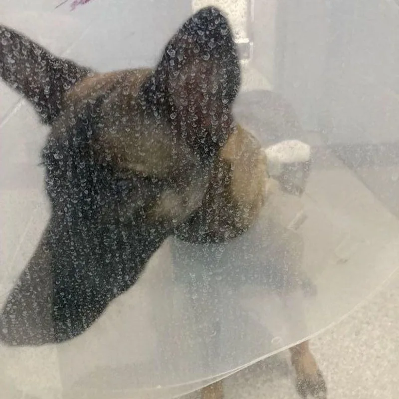 A young medium-sized female Brown / Chocolate Belgian Shepherd / Malinois dog named Storm for adoption in Lake Havasu City, AZ