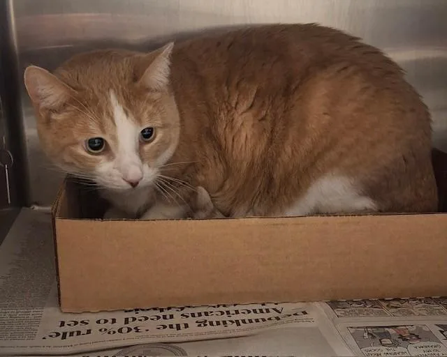 An adult extra large-sized male Domestic Short Hair cat named Texas for adoption in Olathe, KS