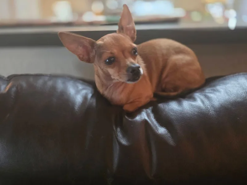 A senior small-sized female Yellow / Tan / Blond / Fawn Chihuahua dog named Allie for adoption in Weeki Wachee, FL