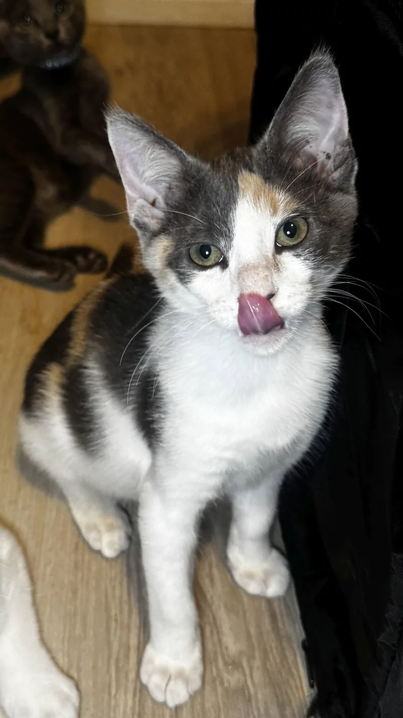A baby medium-sized female Dilute Calico cat named Mischief for adoption in Seal Beach, CA