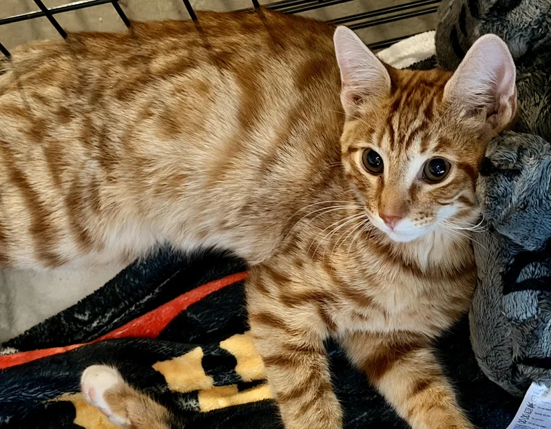 A baby large-sized male Tabby (Tiger Striped) Domestic Short Hair cat named Garfield for adoption in Norco, CA