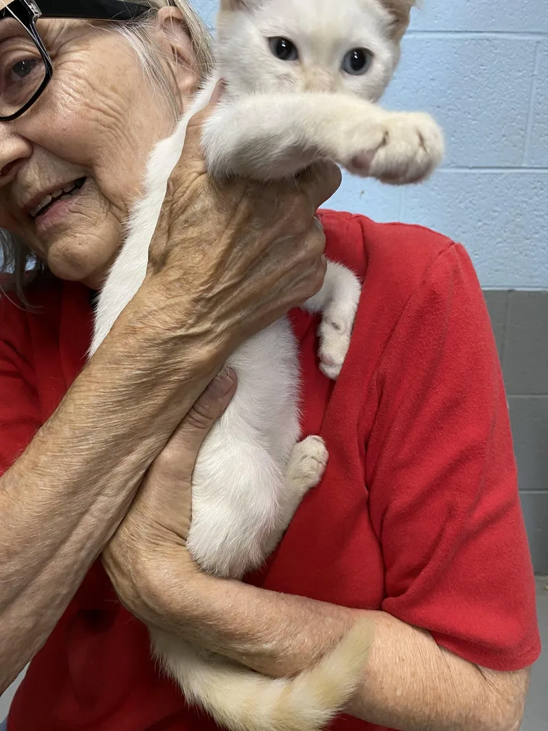 A baby medium-sized male White Domestic Short Hair cat named Aspen  Visit At for adoption in Rustburg, VA
