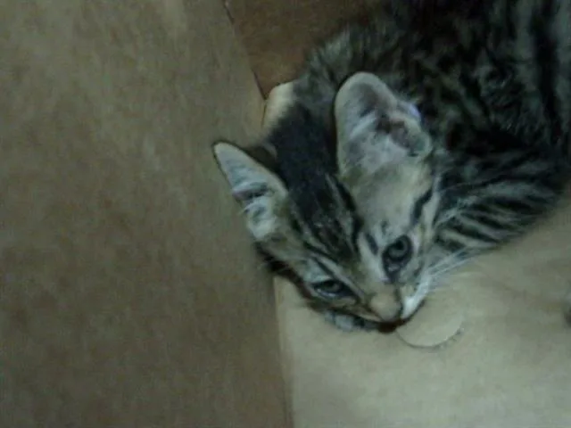A baby medium-sized female Domestic Short Hair cat named Japan for adoption in Dallas, TX