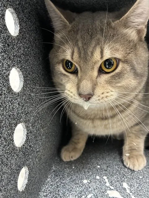 An adult large-sized male Domestic Short Hair cat named Gojo for adoption in Naples, FL