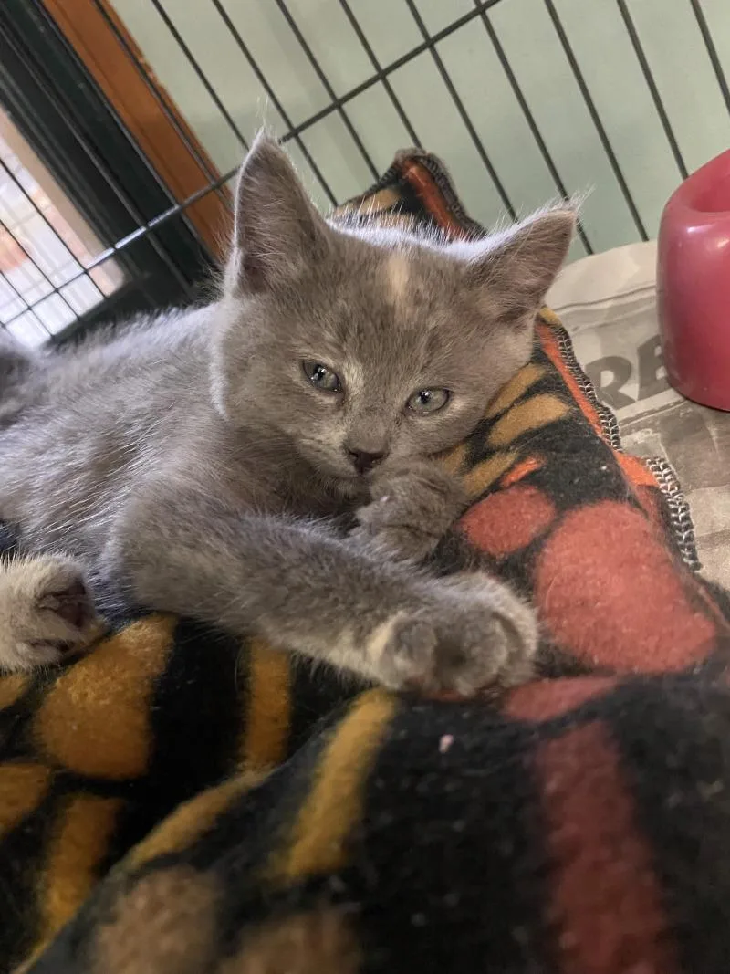 A young medium-sized female Domestic Short Hair cat named Nova for adoption in Cortland, NY