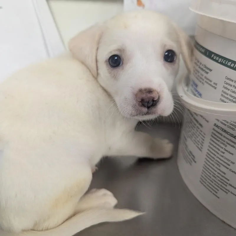 A baby small-sized female White / Cream Labrador Retriever dog named Skylar for adoption in Parrish, AL