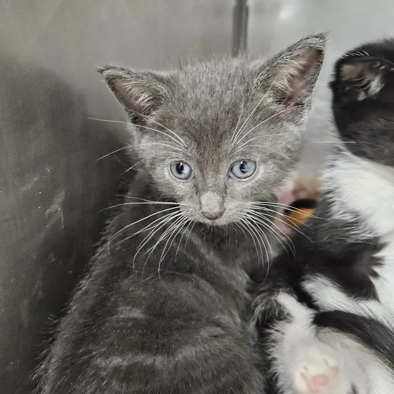 A baby small-sized male Gray / Blue / Silver Domestic Short Hair cat named Strudel for adoption in Ridgely, MD