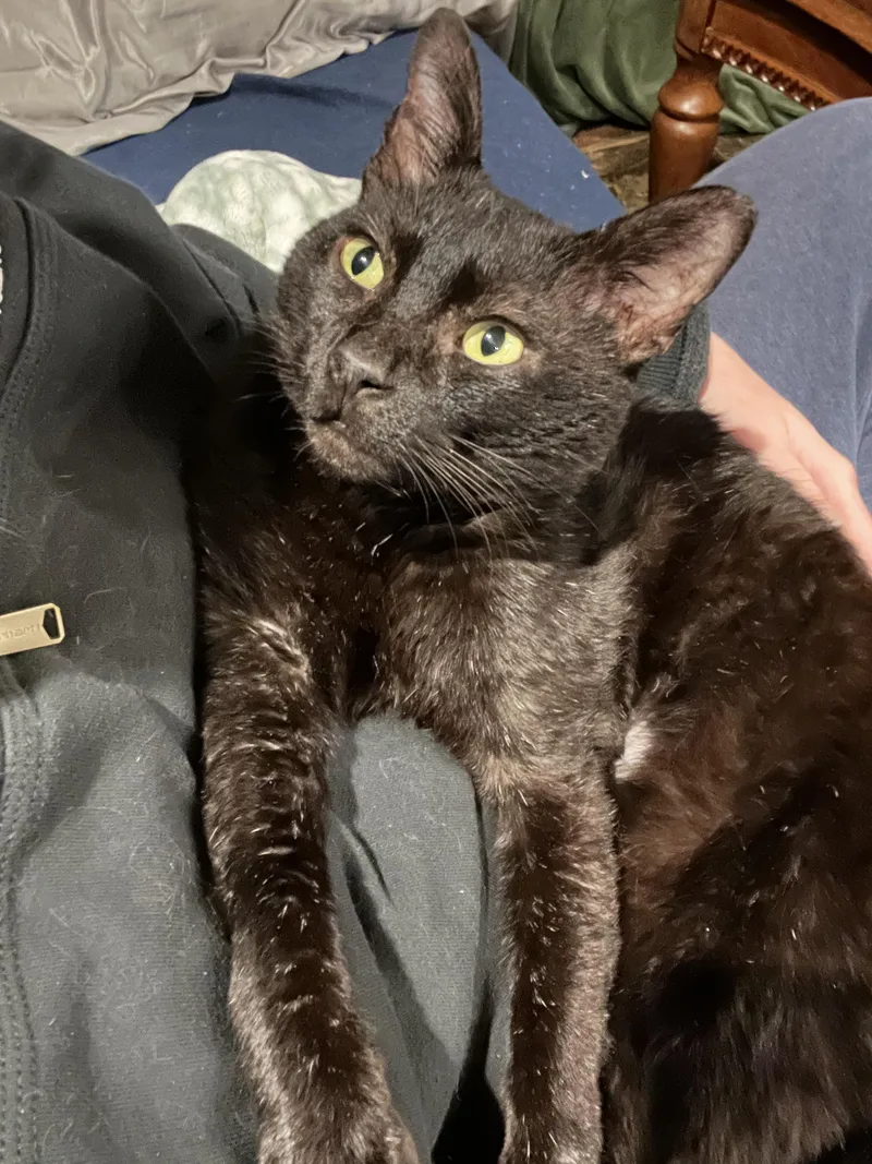 An adult large-sized male Black Domestic Short Hair cat named Not Theo for adoption in Rochester, WA