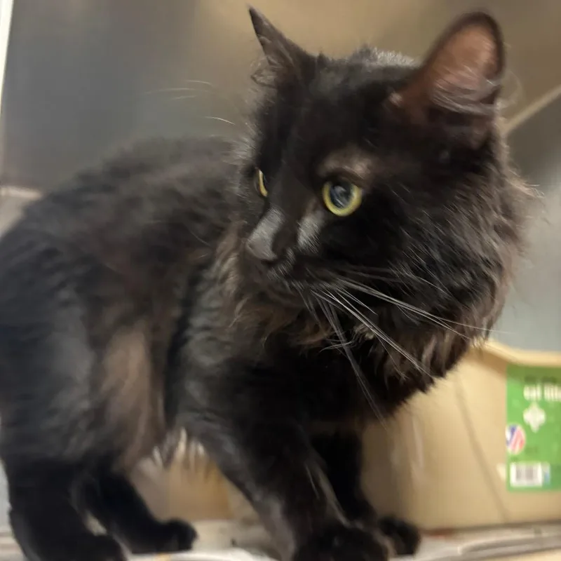 An adult medium-sized male Domestic Long Hair cat named Onyx for adoption in Springfield, MA