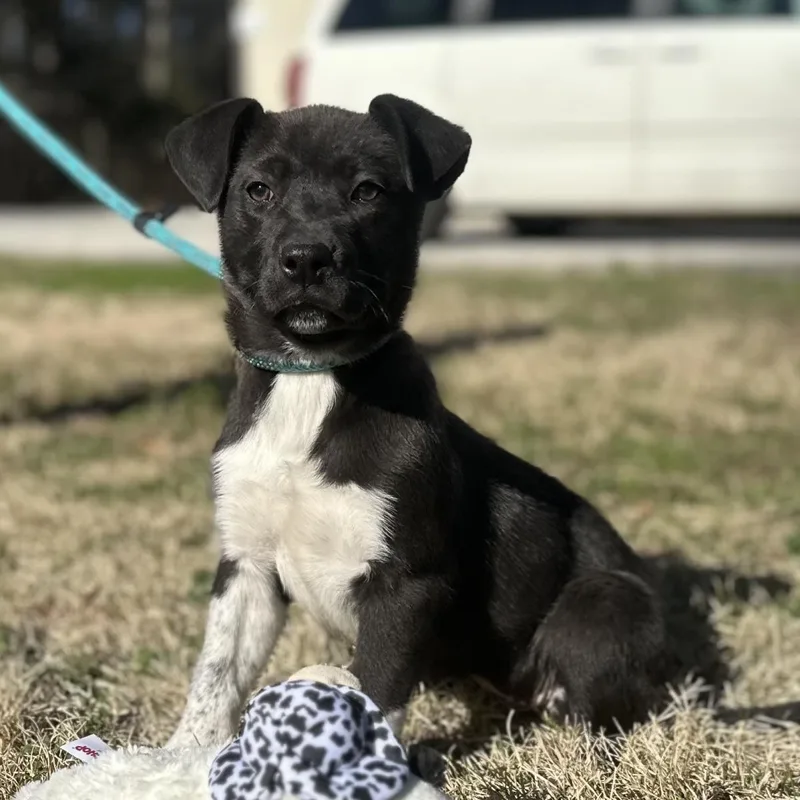 A baby small-sized female Labrador Retriever dog named Stormy for adoption in Locust Fork, AL