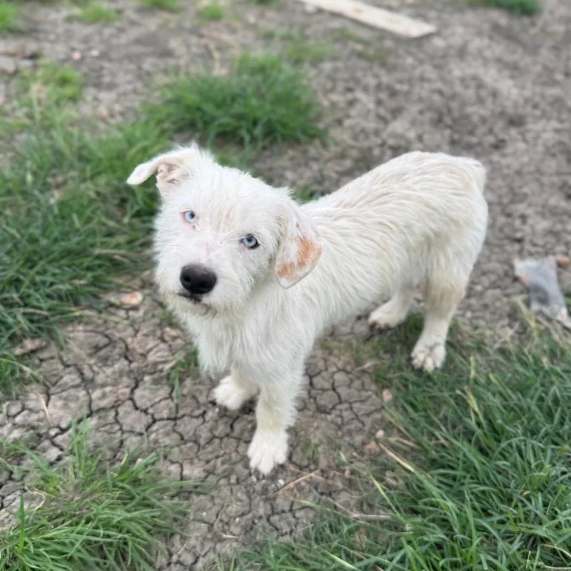 A young medium-sized male White / Cream Terrier dog named Polar for adoption in San Antonio, TX