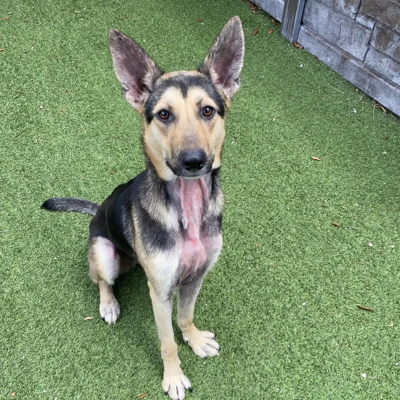 A young medium-sized female Brown / Chocolate Shepherd dog named Shadow for adoption in LOXAHATCHEE, FL