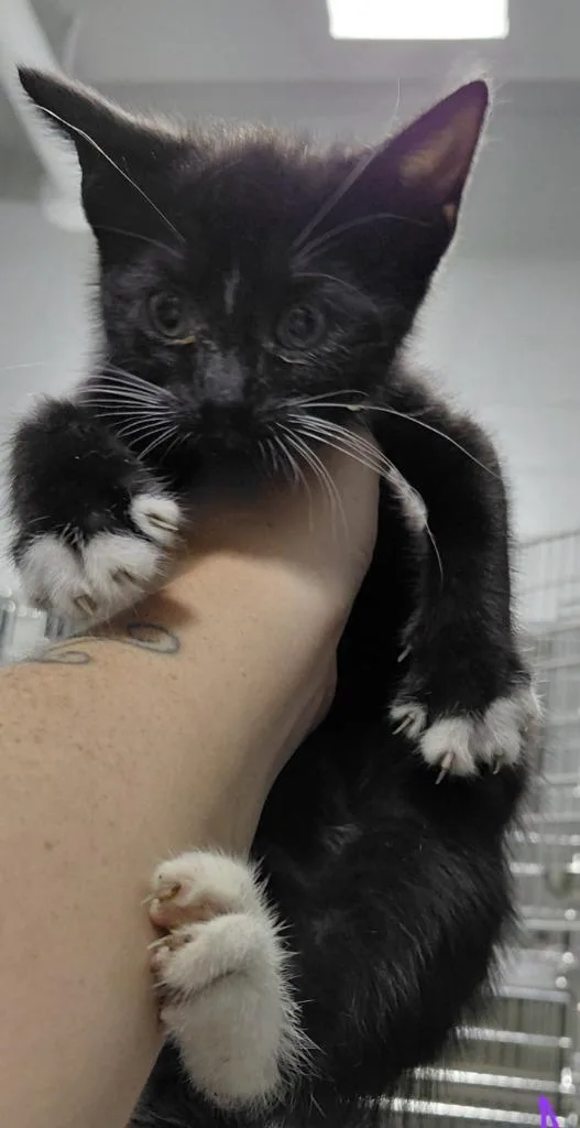 A baby small-sized male Domestic Short Hair cat named Liam for adoption in Henderson, NC