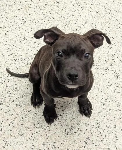 A baby small-sized male Mixed Breed dog named Lugnut for adoption in Atlanta, GA