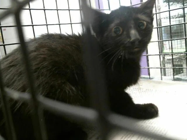 A baby small-sized male Domestic Short Hair cat named A for adoption in Houston, TX