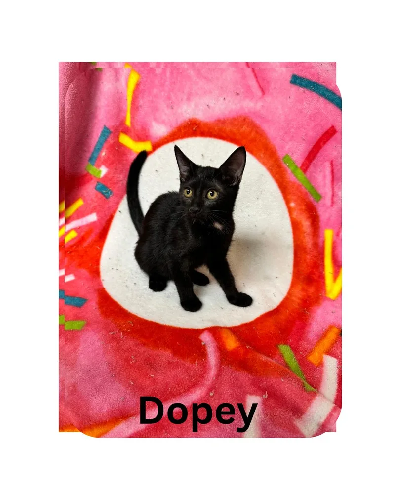 A young medium-sized female Domestic Short Hair cat named Dopey for adoption in Miami, FL