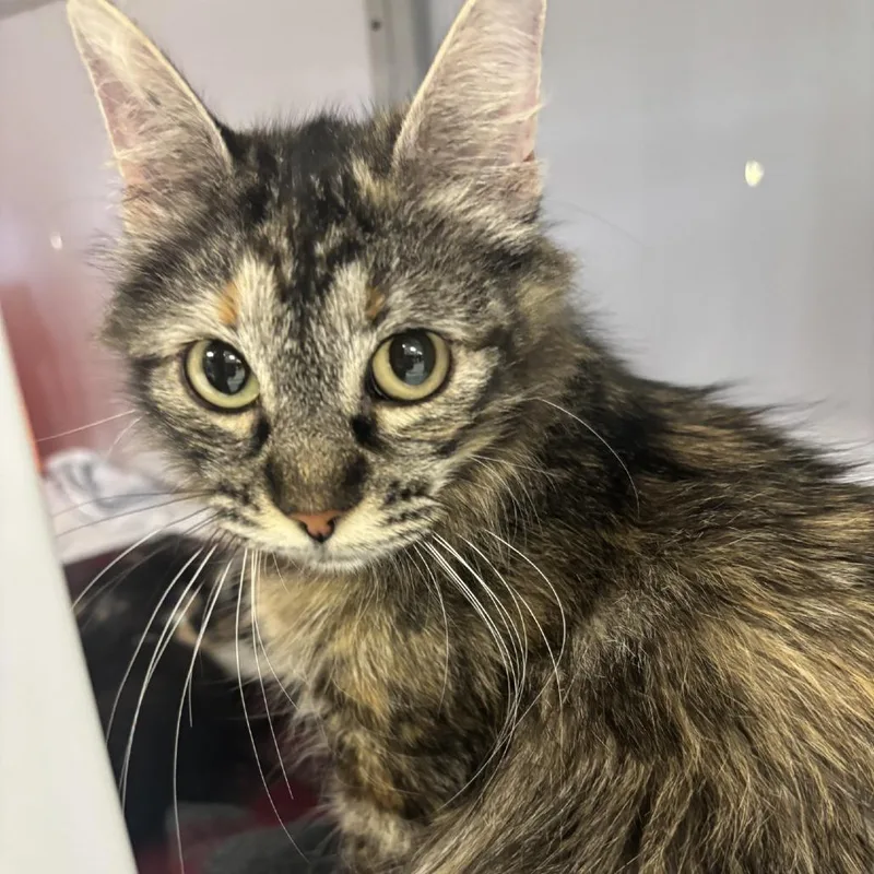An adult small-sized female Torbie Domestic Short Hair cat named Hazel for adoption in Houston, TX