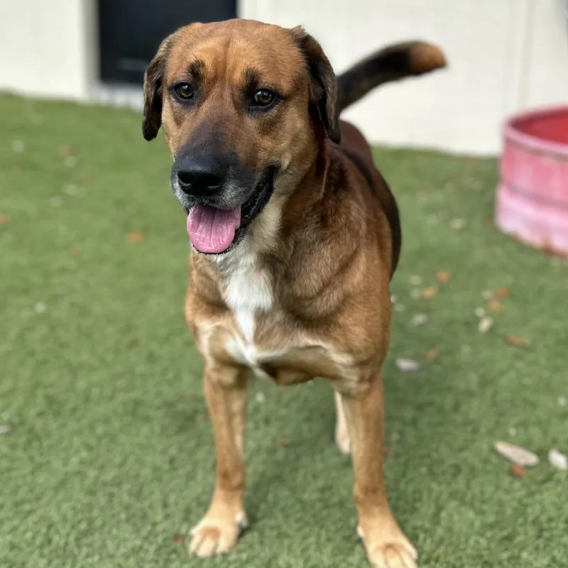 An adult large-sized male Brown / Chocolate Hound dog named Eddie for adoption in LOXAHATCHEE, FL