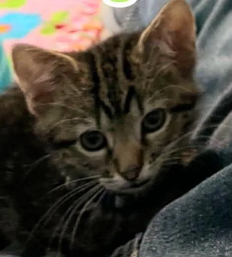 A baby medium-sized male Domestic Short Hair cat named Gilligan for adoption in Saint Marys, WV