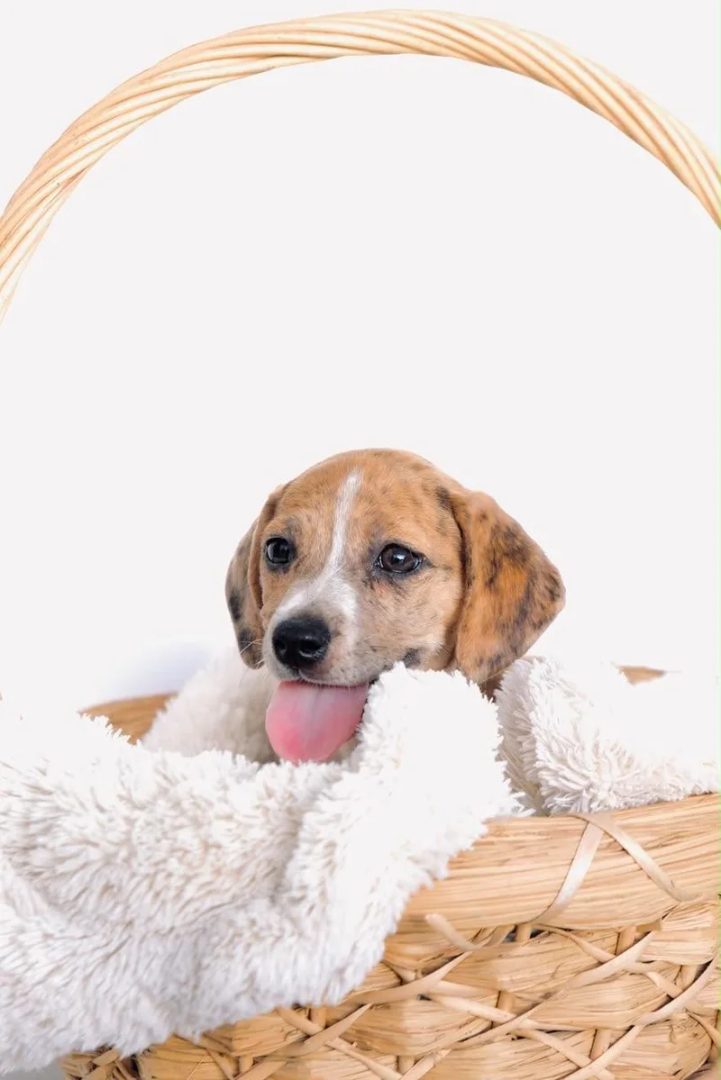A baby small-sized female Dachshund dog named Laguna for adoption in San Diego, CA
