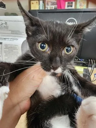 A baby small-sized male Domestic Short Hair cat named Tux $ for adoption in Seneca, SC