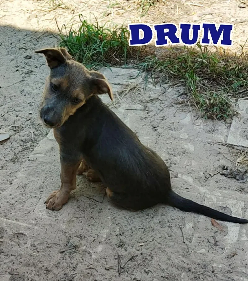 A baby medium-sized male Chihuahua dog named Drum for adoption in New Baltimore, MI