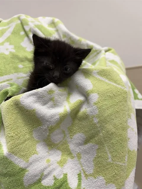 A baby medium-sized male Domestic Short Hair cat named Will for adoption in Rosenberg, TX