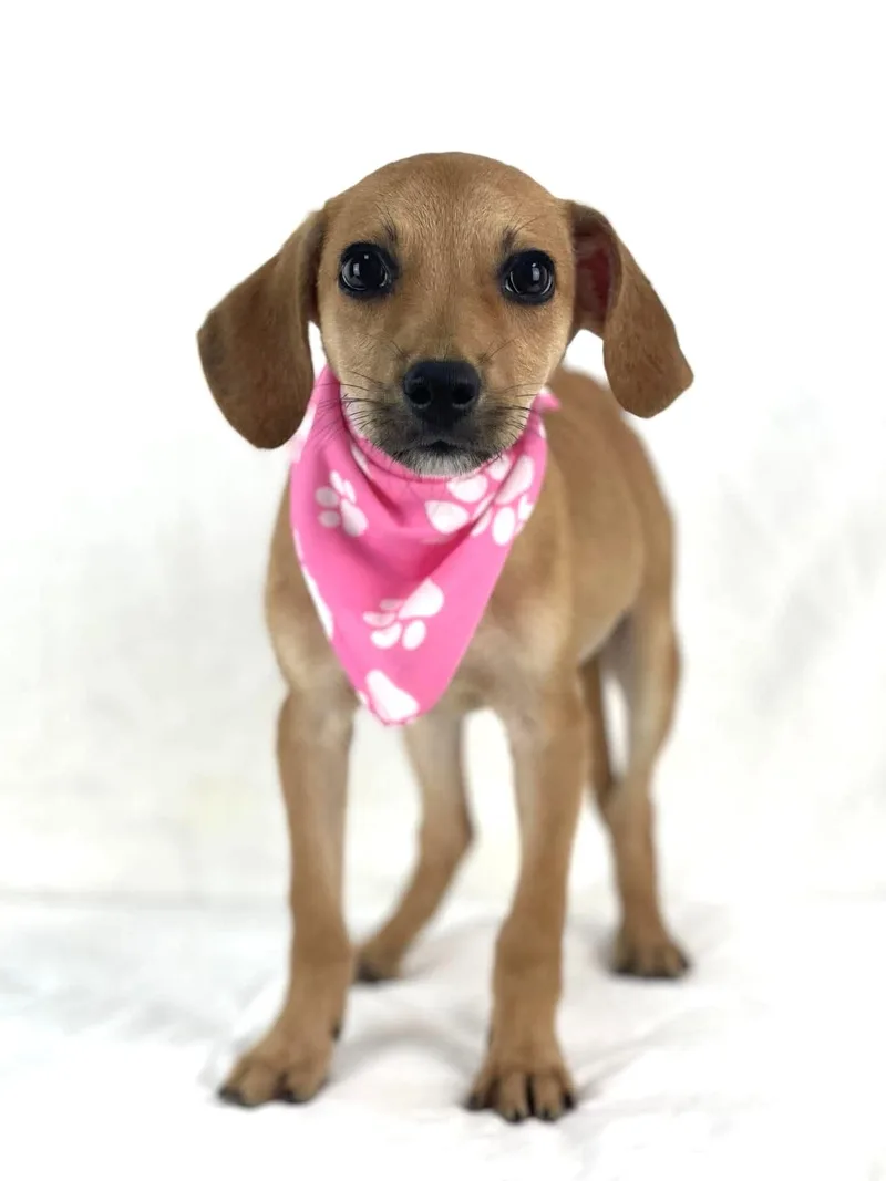 A baby small-sized female Dachshund dog named Odette for adoption in Olympia, WA