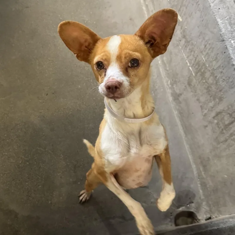An adult small-sized male Brown / Chocolate Chihuahua dog named Cupid for adoption in Middletown, NY
