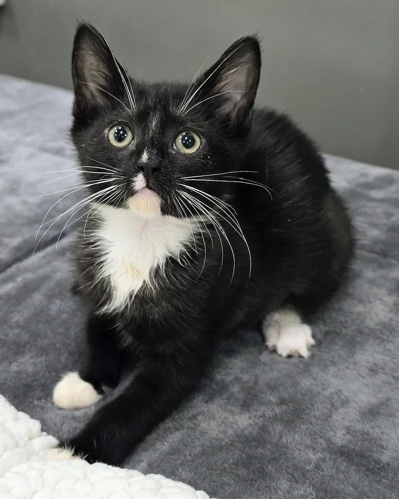 A baby medium-sized female Black Domestic Short Hair cat named Penne for adoption in Amityville, NY