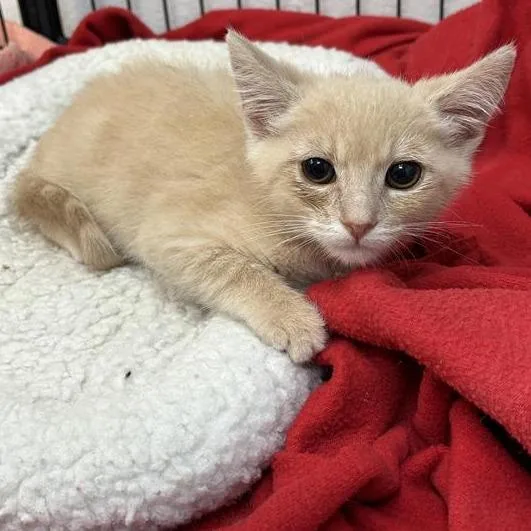 A baby small-sized male Orange / Red Domestic Short Hair cat named Persimmon for adoption in Long Beach, CA