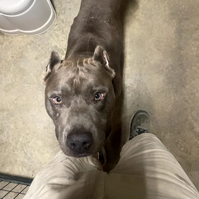 An adult large-sized male Gray / Blue / Silver Pit Bull Terrier dog named Walker for adoption in Bessemer, AL