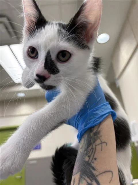 A baby small-sized male Domestic Short Hair cat named Ash for adoption in Las Vegas, NV