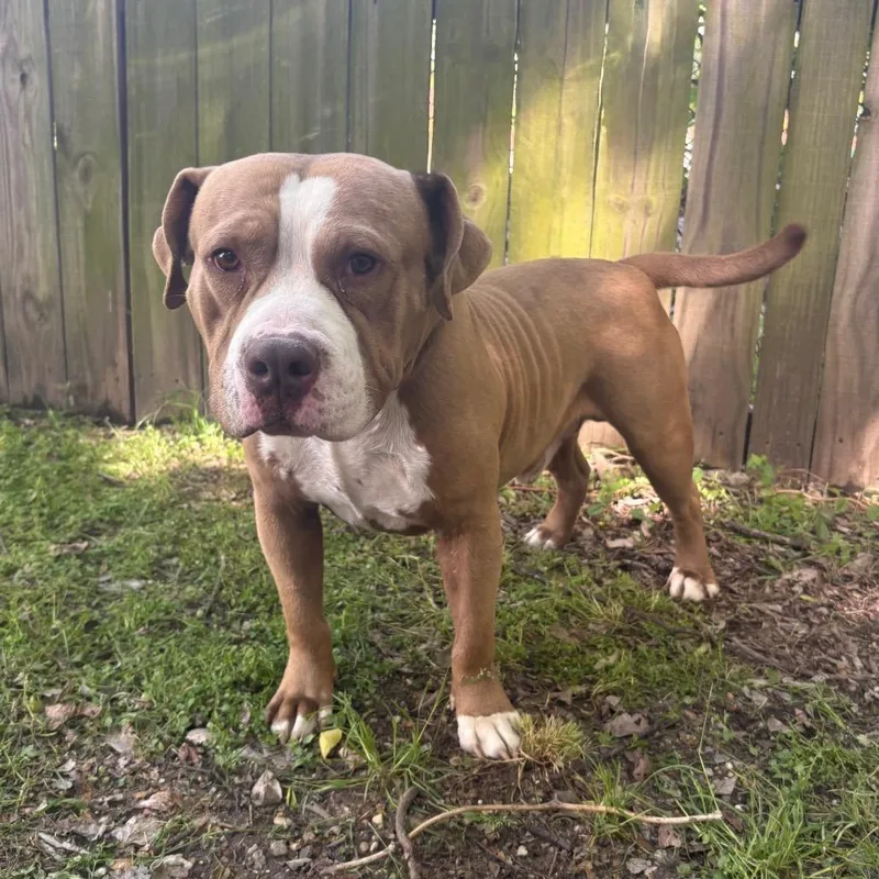An adult medium-sized male Yellow / Tan / Blond / Fawn Pit Bull Terrier dog named Brinson D for adoption in Corsicana, TX