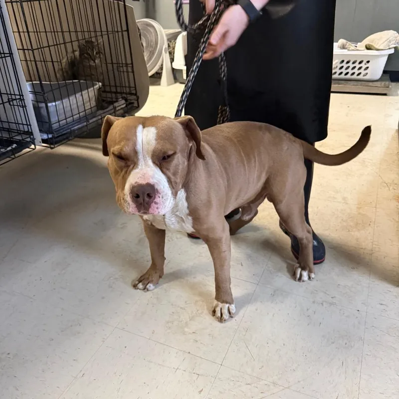 Brinson D thumbnail 2