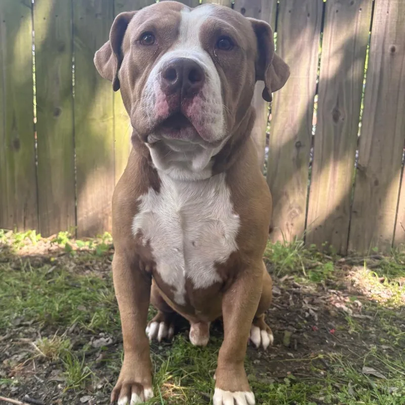 Brinson D thumbnail 3