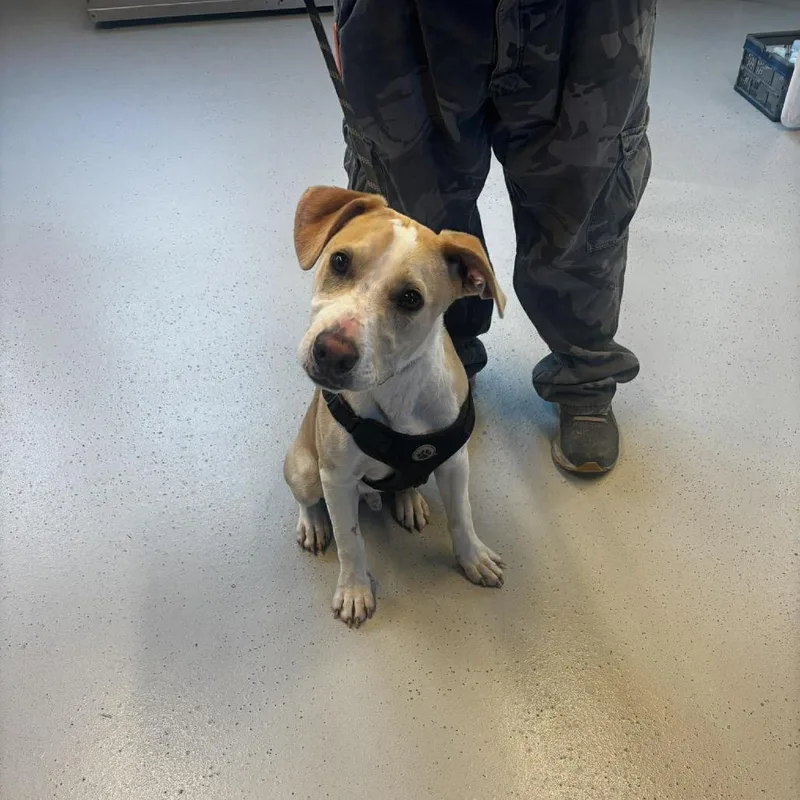 A young medium-sized male Yellow / Tan / Blond / Fawn Mixed Breed dog named Lux Stray Hold for adoption in Huntington, WV