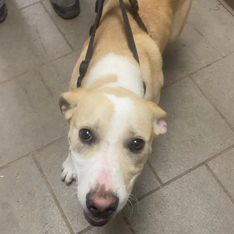 Lux Stray Hold thumbnail 2