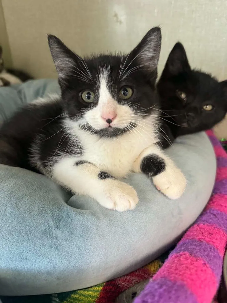 A baby medium-sized male Domestic Short Hair cat named Timmy for adoption in Marion, OH