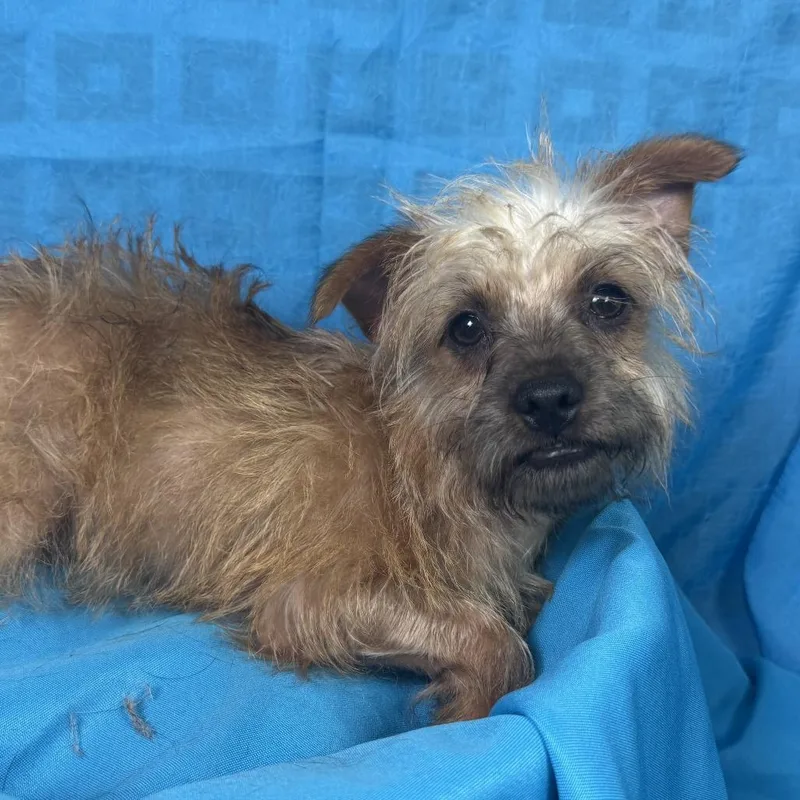 A baby small-sized male Yorkshire Terrier dog named BeanCrazy Hair Don't for adoption in Hondo, TX