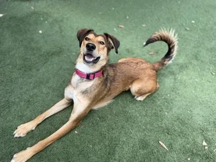 A young medium-sized female Golden Border Collie dog named PillyWiggins for adoption in Sacramento, CA
