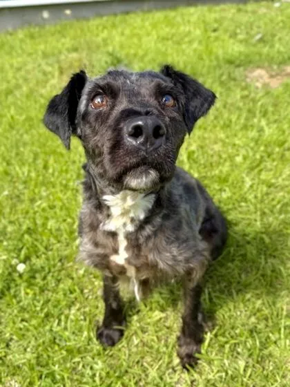 An adult medium-sized female Mixed Breed dog named Fleece for adoption in New Orleans, LA