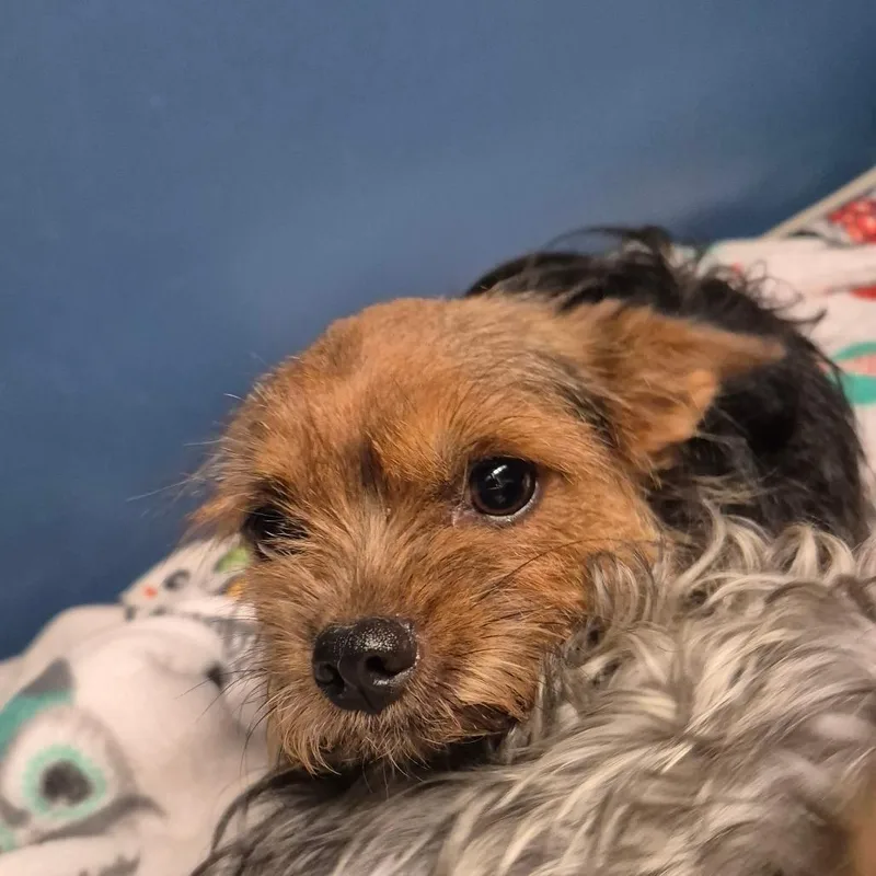 An adult small-sized female Yorkshire Terrier dog named Cajeta for adoption in Yuma, AZ