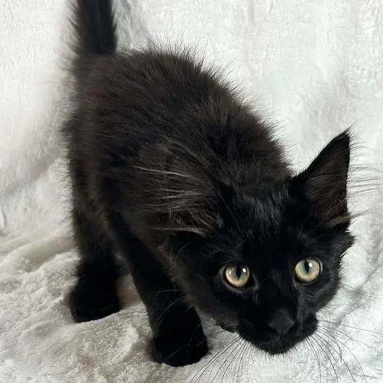 A baby small-sized male Black Domestic Long Hair cat named Sirius for adoption in Johnson City, TN